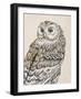 Beautiful Owls III Vintage-Daphne Brissonnet-Framed Art Print