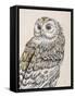 Beautiful Owls III Vintage-Daphne Brissonnet-Framed Stretched Canvas