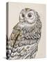 Beautiful Owls III Vintage-Daphne Brissonnet-Stretched Canvas