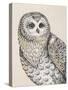 Beautiful Owls IV Vintage-Daphne Brissonnet-Stretched Canvas