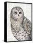 Beautiful Owls IV-Daphne Brissonnet-Framed Stretched Canvas