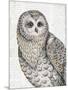 Beautiful Owls IV-Daphne Brissonnet-Mounted Art Print