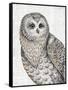 Beautiful Owls IV-Daphne Brissonnet-Framed Stretched Canvas