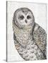 Beautiful Owls IV-Daphne Brissonnet-Stretched Canvas