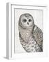 Beautiful Owls IV-Daphne Brissonnet-Framed Art Print