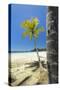 Beautiful Palm Fringed White Sand Playa Carrillo-Rob Francis-Stretched Canvas