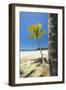 Beautiful Palm Fringed White Sand Playa Carrillo-Rob Francis-Framed Photographic Print