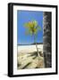 Beautiful Palm Fringed White Sand Playa Carrillo-Rob Francis-Framed Photographic Print