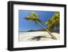 Beautiful Palm Fringed-Rob Francis-Framed Photographic Print