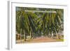 'Beautiful Palm-Lined Drive in Navy Yard, Key West, Florida', c1940s-Unknown-Framed Giclee Print