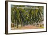 'Beautiful Palm-Lined Drive in Navy Yard, Key West, Florida', c1940s-Unknown-Framed Giclee Print