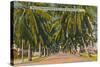 'Beautiful Palm-Lined Drive in Navy Yard, Key West, Florida', c1940s-Unknown-Stretched Canvas