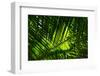 Beautiful Palm Tree Leaves Texture near the Iguazu Falls, Paran¡, Brazil-Vitor Marigo-Framed Photographic Print