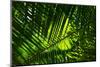 Beautiful Palm Tree Leaves Texture near the Iguazu Falls, Paran¡, Brazil-Vitor Marigo-Mounted Photographic Print