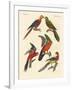 Beautiful Parrots-null-Framed Giclee Print