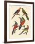 Beautiful Parrots-null-Framed Giclee Print