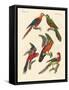 Beautiful Parrots-null-Framed Stretched Canvas