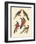 Beautiful Parrots-null-Framed Giclee Print