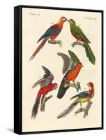 Beautiful Parrots-null-Framed Stretched Canvas