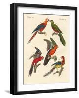 Beautiful Parrots-null-Framed Giclee Print