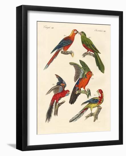 Beautiful Parrots-null-Framed Giclee Print