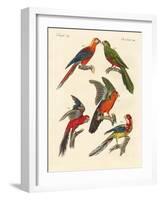 Beautiful Parrots-null-Framed Giclee Print