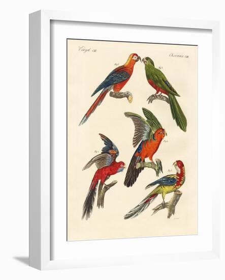 Beautiful Parrots-null-Framed Giclee Print