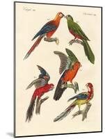 Beautiful Parrots-null-Mounted Giclee Print