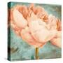 Beautiful Peonies Square II-Patricia Pinto-Stretched Canvas