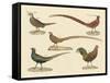 Beautiful Pheasants-null-Framed Stretched Canvas
