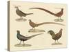 Beautiful Pheasants-null-Stretched Canvas