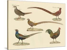 Beautiful Pheasants-null-Stretched Canvas