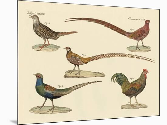 Beautiful Pheasants-null-Mounted Giclee Print