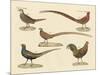 Beautiful Pheasants-null-Mounted Giclee Print