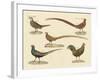 Beautiful Pheasants-null-Framed Giclee Print