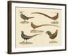 Beautiful Pheasants-null-Framed Giclee Print