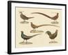 Beautiful Pheasants-null-Framed Giclee Print