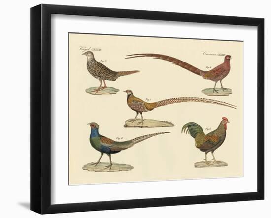 Beautiful Pheasants-null-Framed Giclee Print