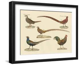 Beautiful Pheasants-null-Framed Giclee Print