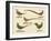 Beautiful Pheasants-null-Framed Giclee Print