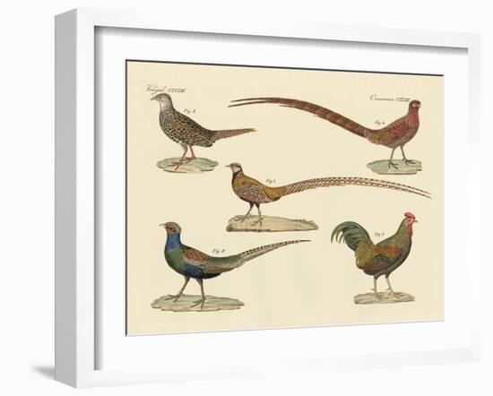 Beautiful Pheasants-null-Framed Giclee Print