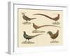 Beautiful Pheasants-null-Framed Giclee Print