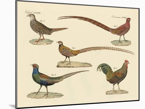Beautiful Pheasants-null-Mounted Giclee Print