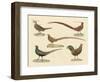 Beautiful Pheasants-null-Framed Premium Giclee Print