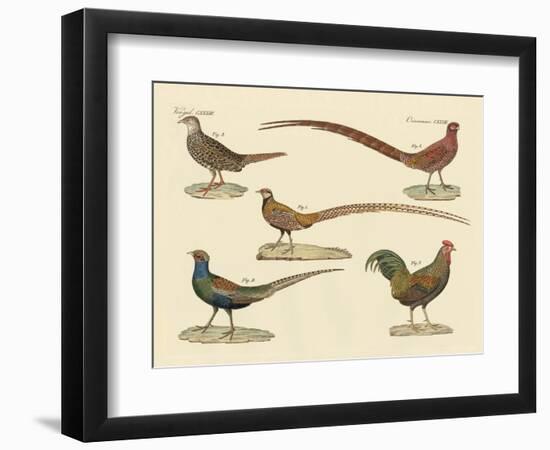 Beautiful Pheasants-null-Framed Premium Giclee Print