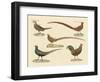 Beautiful Pheasants-null-Framed Premium Giclee Print