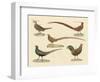 Beautiful Pheasants-null-Framed Premium Giclee Print