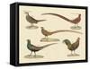 Beautiful Pheasants-null-Framed Stretched Canvas