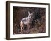 Beautiful Photo of a Wild Coyote out in Nature-graphicphoto-Framed Photographic Print