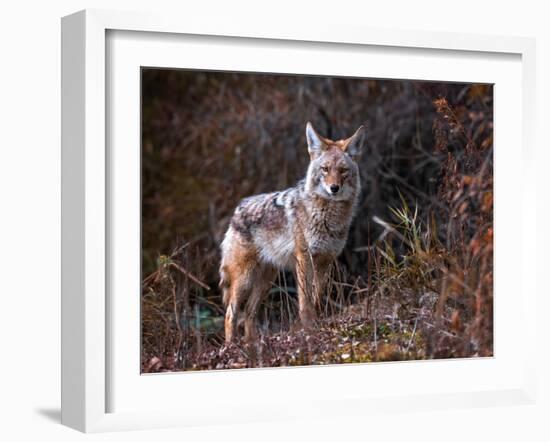 Beautiful Photo of a Wild Coyote out in Nature-graphicphoto-Framed Photographic Print